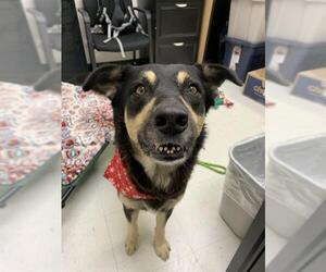 German Shepherd Dog-Unknown Mix Dogs for adoption in Corpus Christi, TX, USA