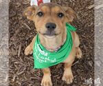 Small #4 Labrador Retriever Mix