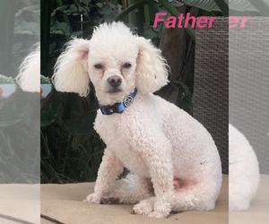 Father of the Poodle (Toy) puppies born on 07/13/2023