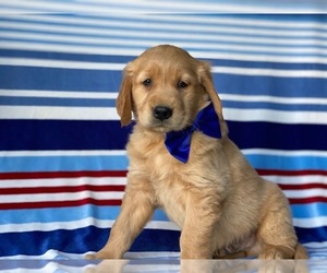 Golden Retriever Puppy for sale in LANCASTER, PA, USA