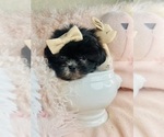 Small #1 Shih Tzu