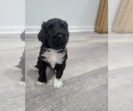 Small Photo #22 Portuguese Water Dog Puppy For Sale in RINGWOOD, NJ, USA