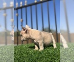 Small #35 French Bulldog