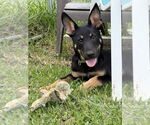 Small #5 German Shepherd Dog Mix