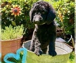 Puppy Lucy Labradoodle