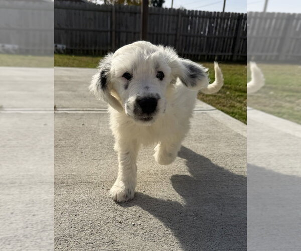 Medium Photo #3 Labsky Puppy For Sale in Aurora, IN, USA