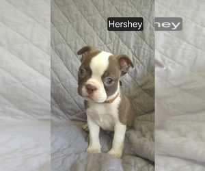 Boston Terrier Puppy for Sale in MINERAL WELLS, West Virginia USA