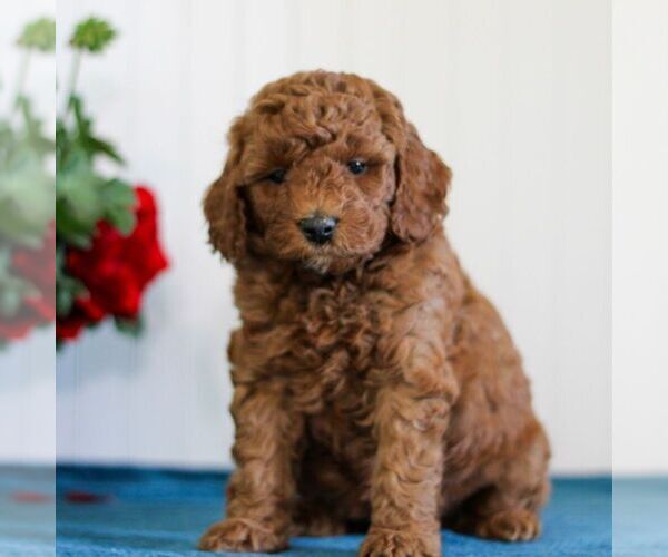 Medium Photo #1 Goldendoodle (Miniature) Puppy For Sale in EAST EARL, PA, USA