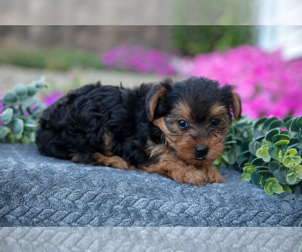 Medium Photo #3 YorkiePoo Puppy For Sale in FRESNO, OH, USA