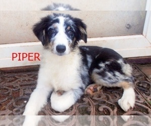 Australian Shepherd Puppy for sale in GLADE HILL, VA, USA