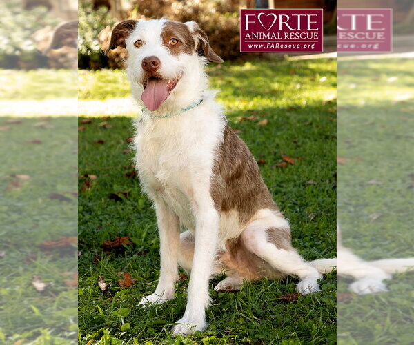 Medium Photo #2 Mutt Puppy For Sale in Marina del Rey, CA, USA