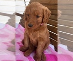 Small Photo #7 Goldendoodle Puppy For Sale in DAYTON, VA, USA