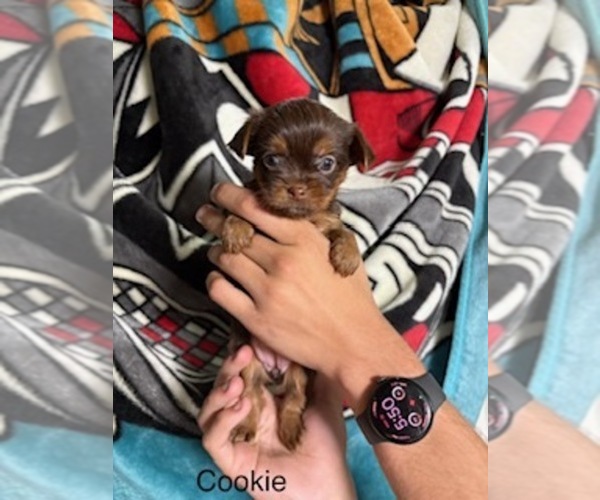 Medium Photo #5 Shorkie Tzu Puppy For Sale in SCOTTSDALE, AZ, USA