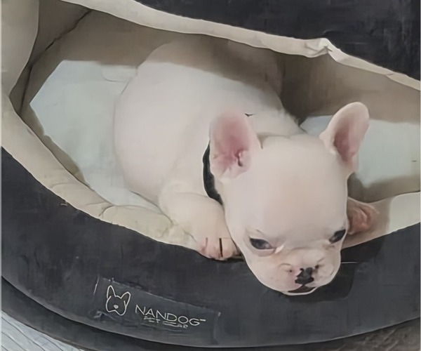 Medium Photo #4 French Bulldog Puppy For Sale in EAST ORANGE, NJ, USA