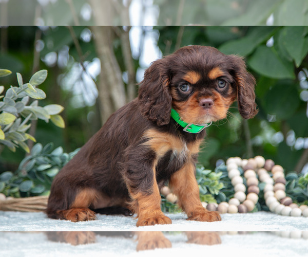 Medium Photo #30 Cavalier King Charles Spaniel Puppy For Sale in SALEM, IN, USA