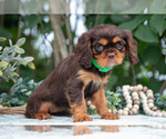 Small Photo #30 Cavalier King Charles Spaniel Puppy For Sale in SALEM, IN, USA
