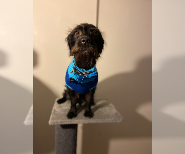 Medium Photo #2 Mutt Puppy For Sale in Escondido, CA, USA