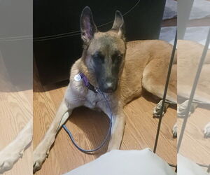 Mutt Dogs for adoption in Stevens Point, WI, USA