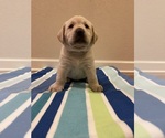 Small Photo #7 Labrador Retriever Puppy For Sale in LELAND, NC, USA