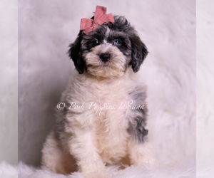 Medium Goldendoodle (Miniature)