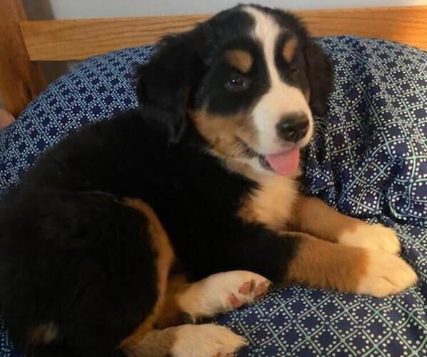 Medium Photo #7 Bernese Mountain Dog Puppy For Sale in LEETONIA, OH, USA