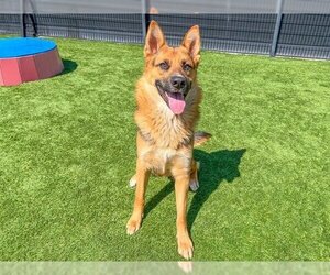 German Shepherd Dog Dogs for adoption in Orange, CA, USA