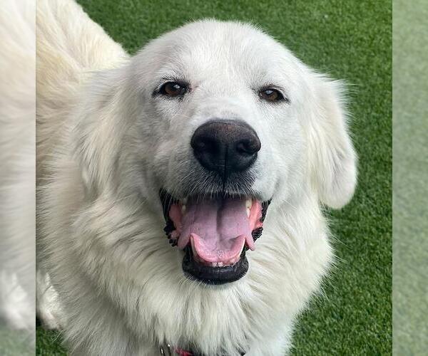 Medium Photo #2 Great Pyrenees Puppy For Sale in San Diego, CA, USA