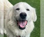 Small #1 Great Pyrenees