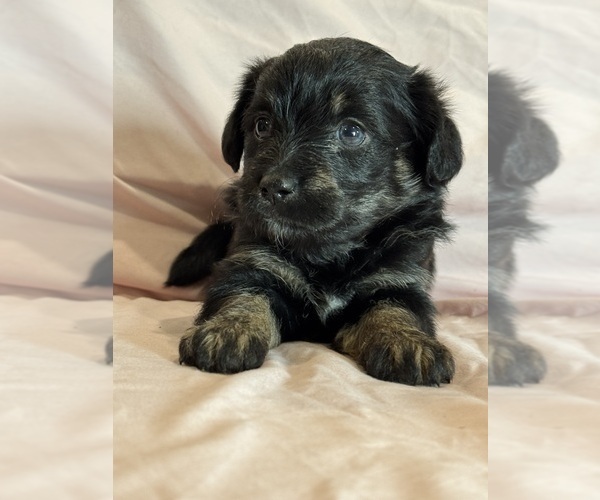 Medium Photo #2 Corgipoo Puppy For Sale in LONGMONT, CO, USA