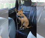 ANGELO - Male Bull Terrier Dog for Adoption - Small photo