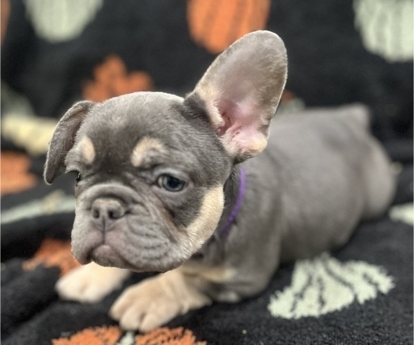 Medium Photo #2 French Bulldog Puppy For Sale in UPPER MARLBORO, MD, USA