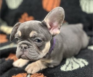 Medium French Bulldog