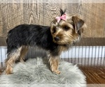 Small #3 Yorkshire Terrier