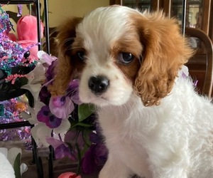 Cavalier King Charles Spaniel Puppy for sale in ZANESVILLE, OH, USA