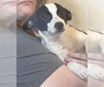 Small Cardigan Welsh Corgi Mix