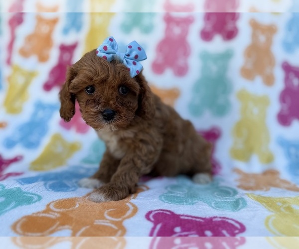 Medium Photo #1 Cavapoo (Miniature) Puppy For Sale in LAKELAND, FL, USA