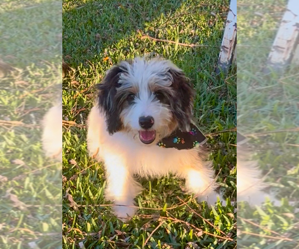 Medium Photo #1 Aussiedoodle Miniature  Puppy For Sale in CROWLEY, TX, USA