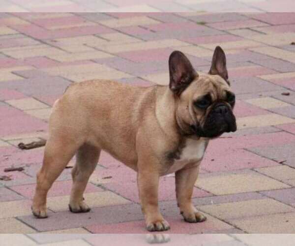 Medium Photo #1 French Bulldog Puppy For Sale in Hajos, Bacs-Kiskun, Hungary