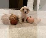 Small Photo #8 Schnauzer (Miniature) Puppy For Sale in TAYLORS, SC, USA