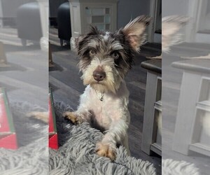 Schnauzer (Miniature) Puppy for sale in GOSHEN, IN, USA