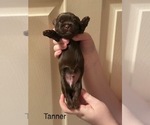 Small Photo #32 Shorkie Tzu Puppy For Sale in SCOTTSDALE, AZ, USA