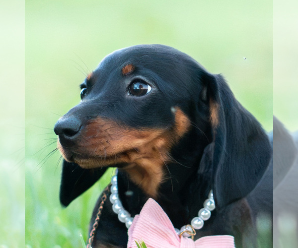 Medium Photo #1 Dachshund Puppy For Sale in WARSAW, IN, USA
