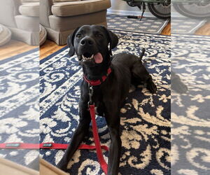Mutt Dogs for adoption in Minneapolis, MN, USA
