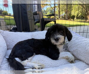 Dachshund-Unknown Mix Dogs for adoption in Holly Springs, NC, USA