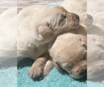 Small Photo #7 Labrador Retriever Puppy For Sale in ASHBURNHAM, MA, USA