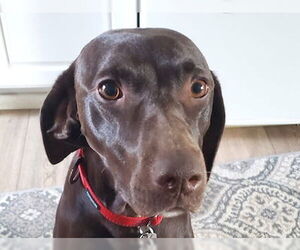 German Shorthaired Pointer Dogs for adoption in Menlo Park, CA, USA