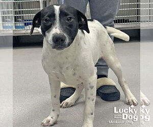 Lab-Pointer Dogs for adoption in Washington, DC, USA