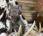 Small #2 French Bulldog