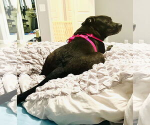 Astro - Male Boxador Dog for Adoption - Photo #14