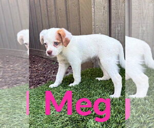 Papillon Dogs for adoption in Mission Viejo, CA, USA